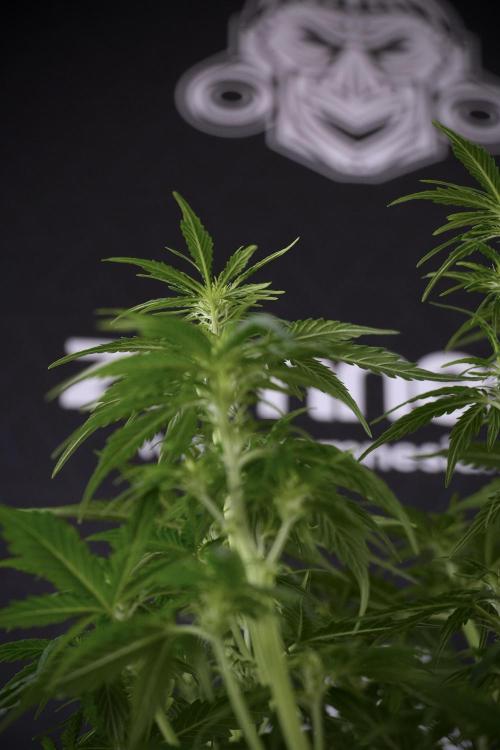 Lemon Cherry Gelato YumYum. Week 7 - Lemon Cherry Gelato Defoliation done