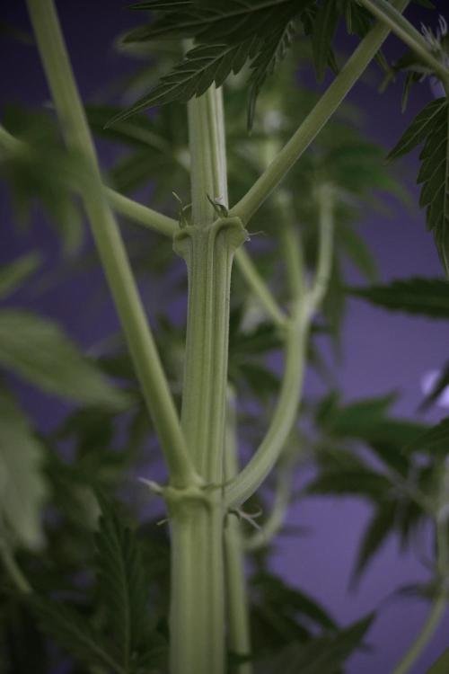 Lemon Cherry Gelato YumYum. Week 7 - Lemon Cherry Gelato Defoliation done
