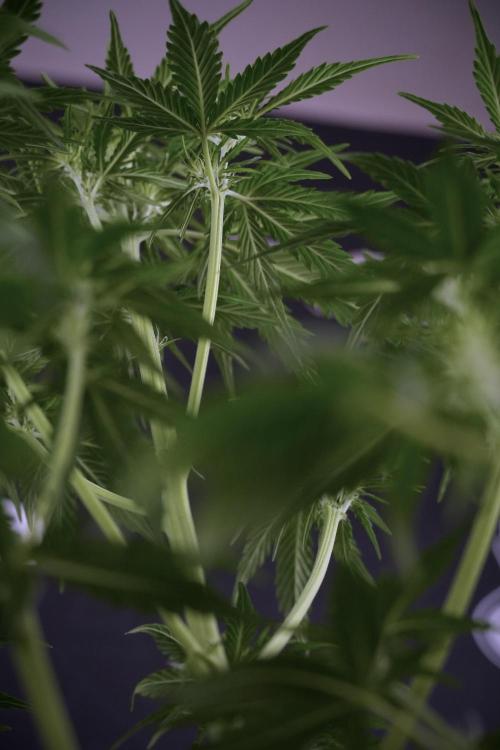 Lemon Cherry Gelato YumYum. Week 7 - Lemon Cherry Gelato Defoliation done