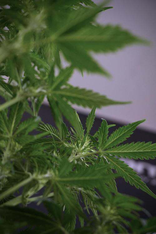 Lemon Cherry Gelato YumYum. Week 7 - Lemon Cherry Gelato Defoliation done