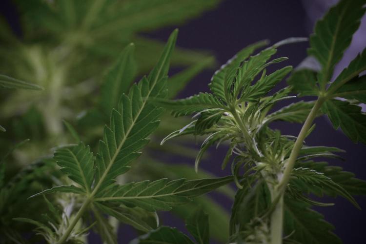 Lemon Cherry Gelato YumYum. Week 7 - Lemon Cherry Gelato Defoliation done