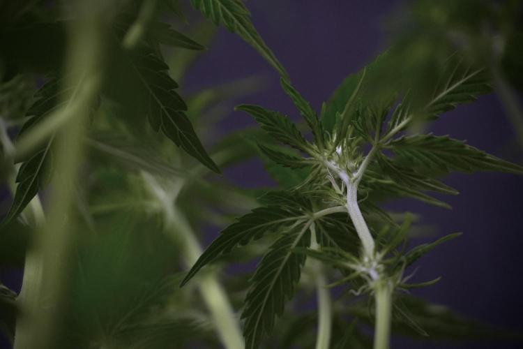 Lemon Cherry Gelato YumYum. Week 7 - Lemon Cherry Gelato Defoliation done