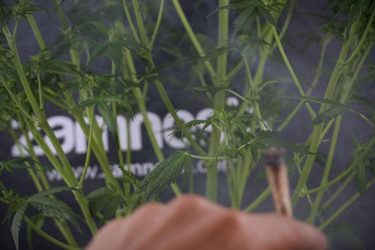 Lemon Cherry Gelato YumYum. Week 7 - Lemon Cherry Gelato Defoliation done