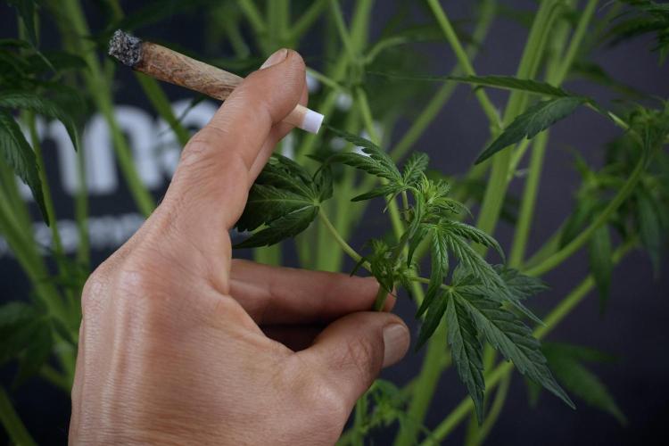 Lemon Cherry Gelato YumYum. Week 7 - Lemon Cherry Gelato Defoliation done