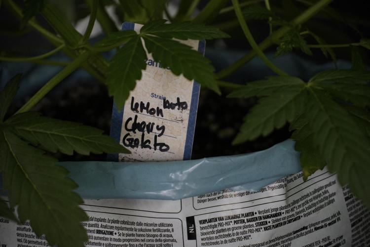 Lemon Cherry Gelato YumYum. Week 7 - the other Lemon Cherry Gelato before  Defoliation 