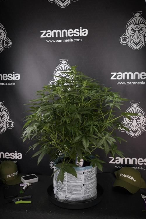 Lemon Cherry Gelato YumYum. Week 7 - the other Lemon Cherry Gelato before  Defoliation 