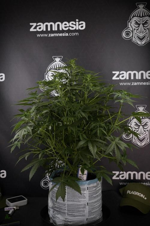 Lemon Cherry Gelato YumYum. Week 7 - the other Lemon Cherry Gelato before  Defoliation 