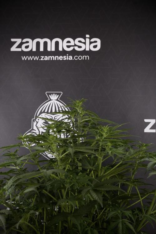 Lemon Cherry Gelato YumYum. Week 7 - the other Lemon Cherry Gelato before  Defoliation 