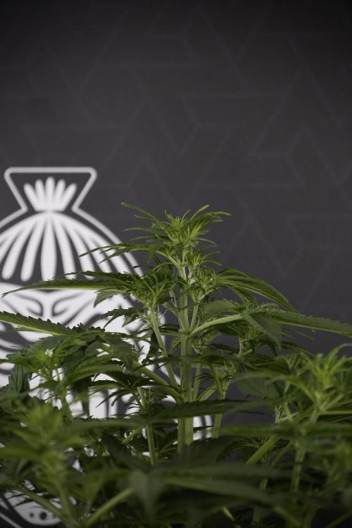 Lemon Cherry Gelato YumYum. Week 7 - the other Lemon Cherry Gelato before  Defoliation 