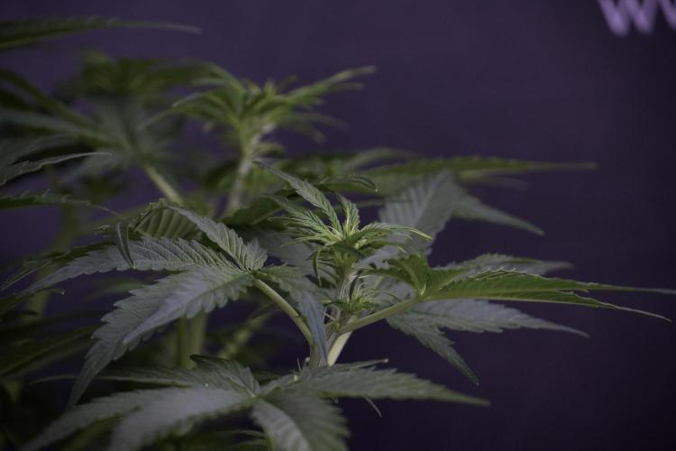 Lemon Cherry Gelato YumYum. Week 7 - the other Lemon Cherry Gelato before  Defoliation 