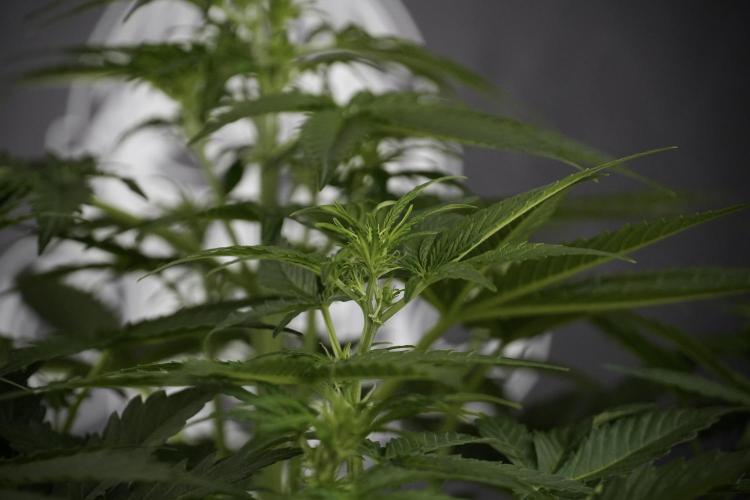 Lemon Cherry Gelato YumYum. Week 7 - the other Lemon Cherry Gelato before  Defoliation 