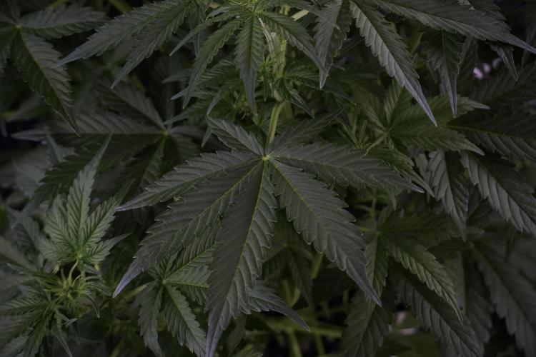 Lemon Cherry Gelato YumYum. Week 7 - the other Lemon Cherry Gelato before  Defoliation 