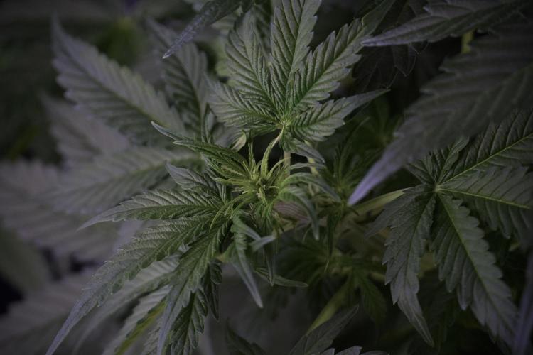 Lemon Cherry Gelato YumYum. Week 7 - the other Lemon Cherry Gelato before  Defoliation 