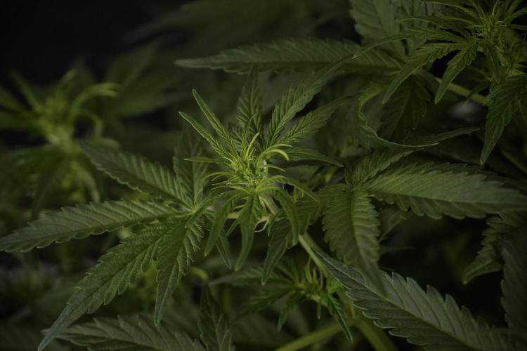 Lemon Cherry Gelato YumYum. Week 7 - the other Lemon Cherry Gelato before  Defoliation 