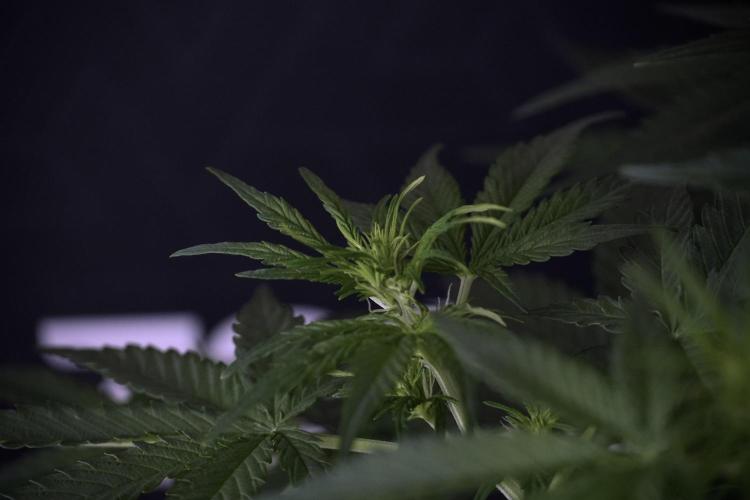 Lemon Cherry Gelato YumYum. Week 7 - the other Lemon Cherry Gelato before  Defoliation 