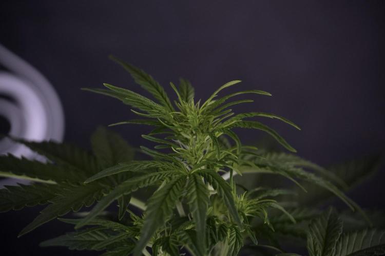 Lemon Cherry Gelato YumYum. Week 7 - the other Lemon Cherry Gelato before  Defoliation 