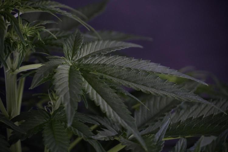 Lemon Cherry Gelato YumYum. Week 7 - the other Lemon Cherry Gelato before  Defoliation 