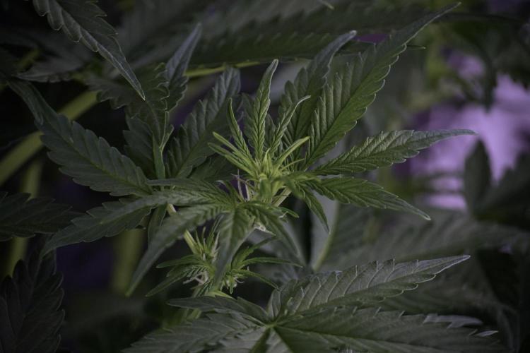 Lemon Cherry Gelato YumYum. Week 7 - the other Lemon Cherry Gelato before  Defoliation 