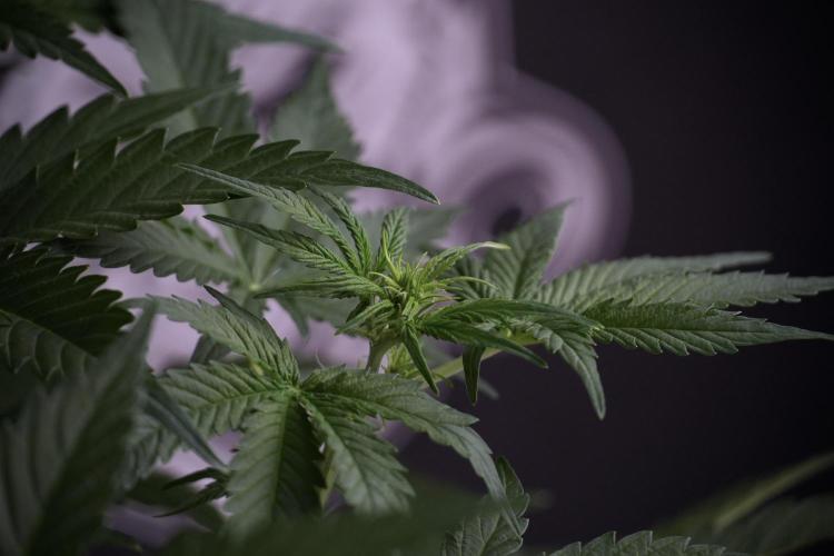 Lemon Cherry Gelato YumYum. Week 7 - the other Lemon Cherry Gelato before  Defoliation 