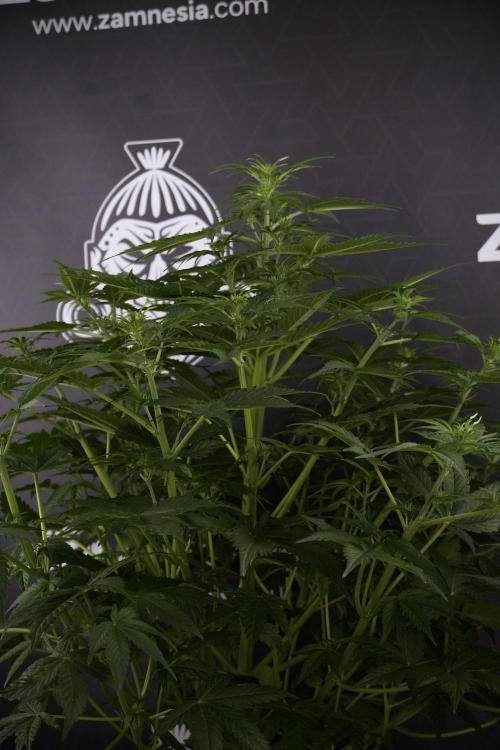 Lemon Cherry Gelato YumYum. Week 7 - the other Lemon Cherry Gelato before  Defoliation 