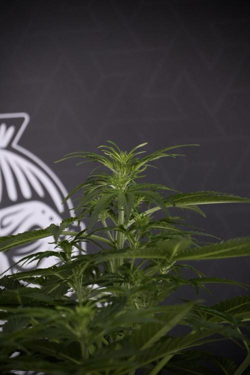 Lemon Cherry Gelato YumYum. Week 7 - the other Lemon Cherry Gelato before  Defoliation 