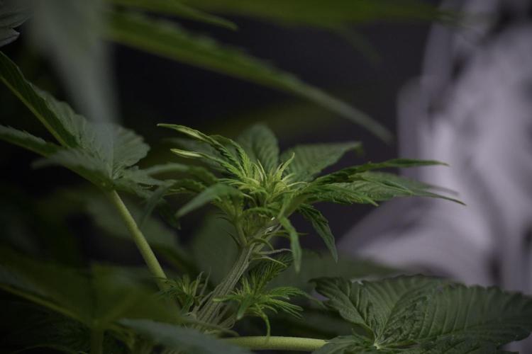 Lemon Cherry Gelato YumYum. Week 7 - the other Lemon Cherry Gelato before  Defoliation 