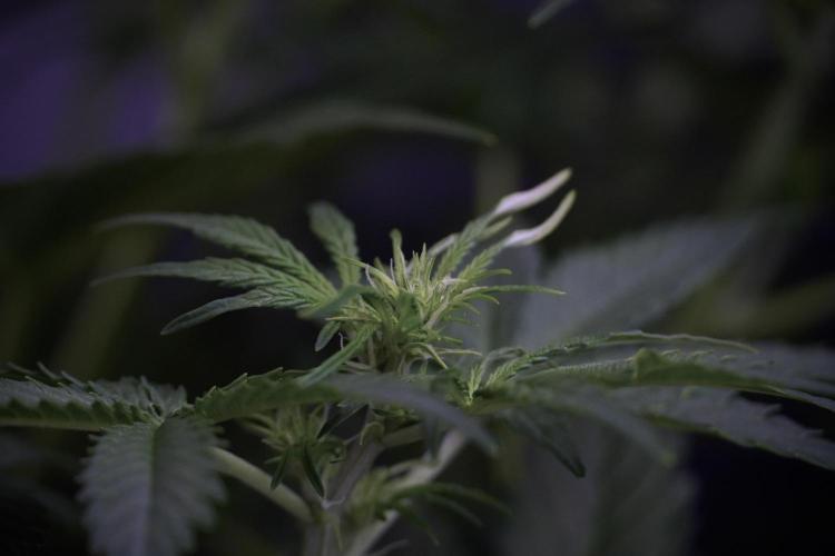 Lemon Cherry Gelato YumYum. Week 7 - the other Lemon Cherry Gelato before  Defoliation 