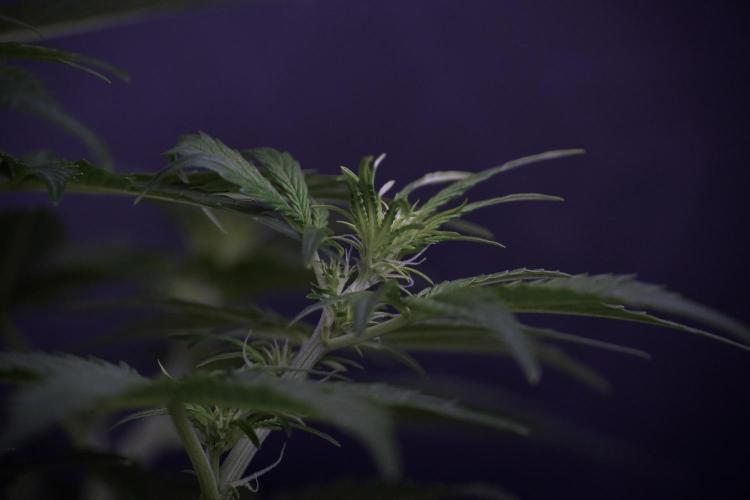 Lemon Cherry Gelato YumYum. Week 7 - the other Lemon Cherry Gelato before  Defoliation 