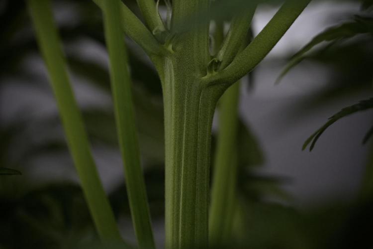 Lemon Cherry Gelato YumYum. Week 7 - the other Lemon Cherry Gelato before  Defoliation 