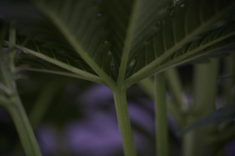 Lemon Cherry Gelato YumYum. Week 7 - the other Lemon Cherry Gelato before  Defoliation 