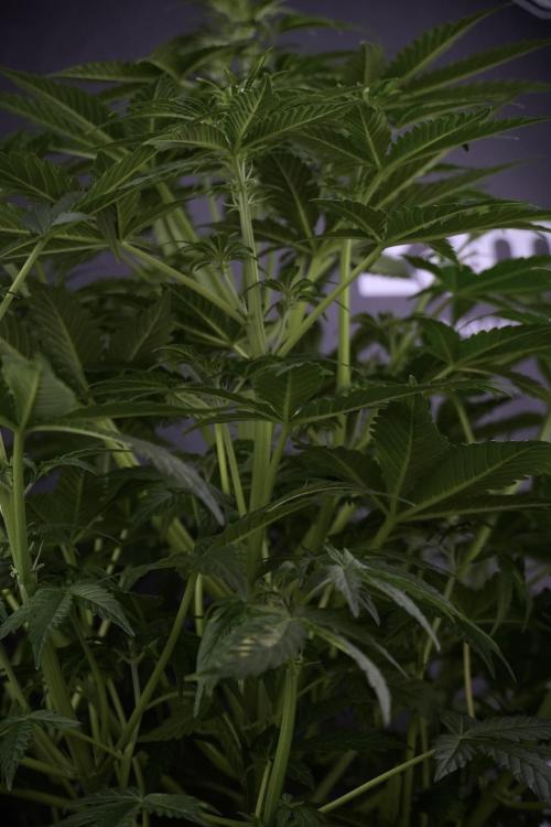 Lemon Cherry Gelato YumYum. Week 7 - the other Lemon Cherry Gelato before  Defoliation 