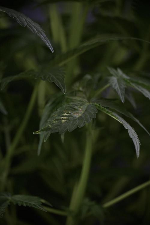 Lemon Cherry Gelato YumYum. Week 7 - the other Lemon Cherry Gelato before  Defoliation 