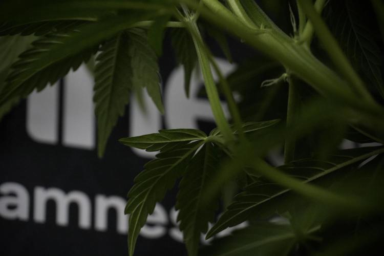 Lemon Cherry Gelato YumYum. Week 7 - the other Lemon Cherry Gelato before  Defoliation 