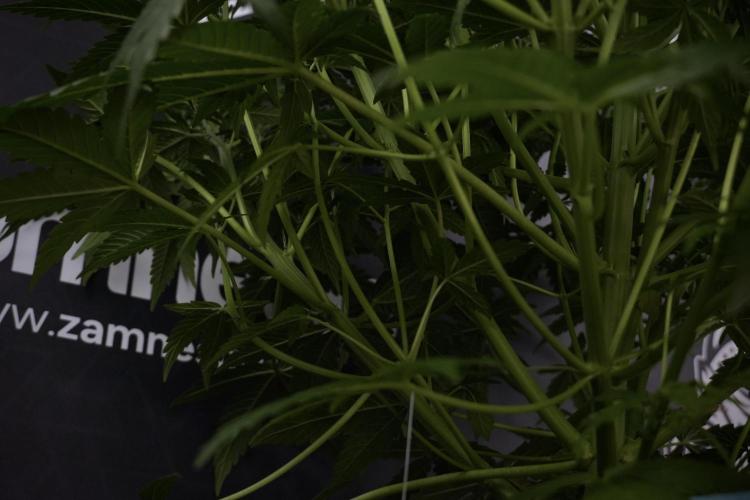 Lemon Cherry Gelato YumYum. Week 7 - the other Lemon Cherry Gelato before  Defoliation 