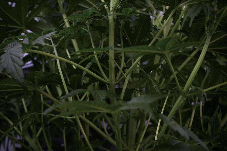 Lemon Cherry Gelato YumYum. Week 7 - the other Lemon Cherry Gelato before  Defoliation 