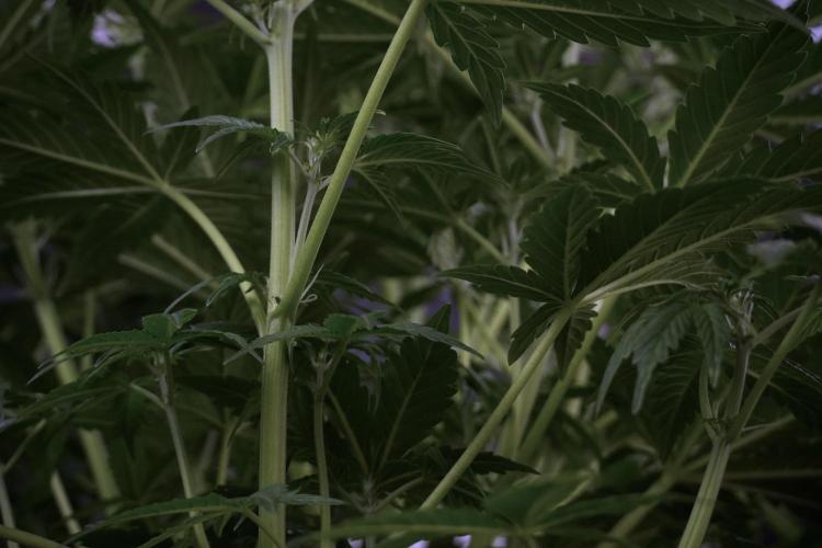 Lemon Cherry Gelato YumYum. Week 7 - the other Lemon Cherry Gelato before  Defoliation 