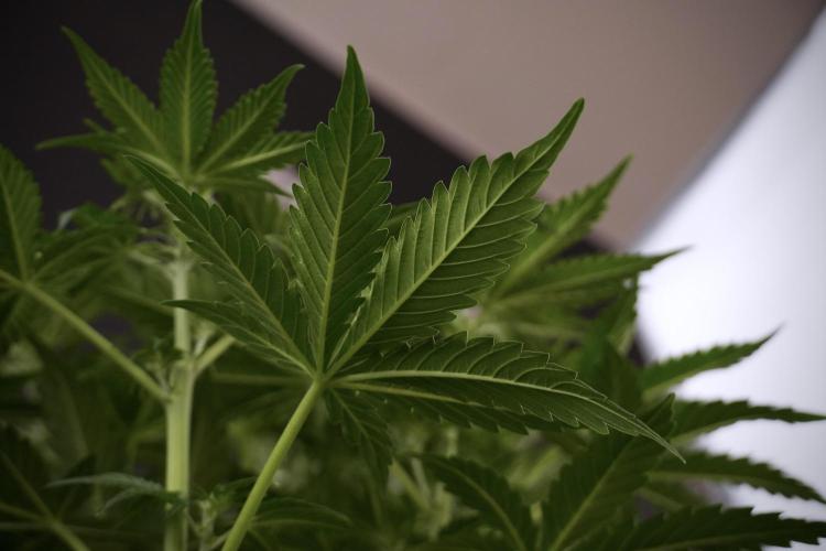 Lemon Cherry Gelato YumYum. Week 7 - the other Lemon Cherry Gelato before  Defoliation 