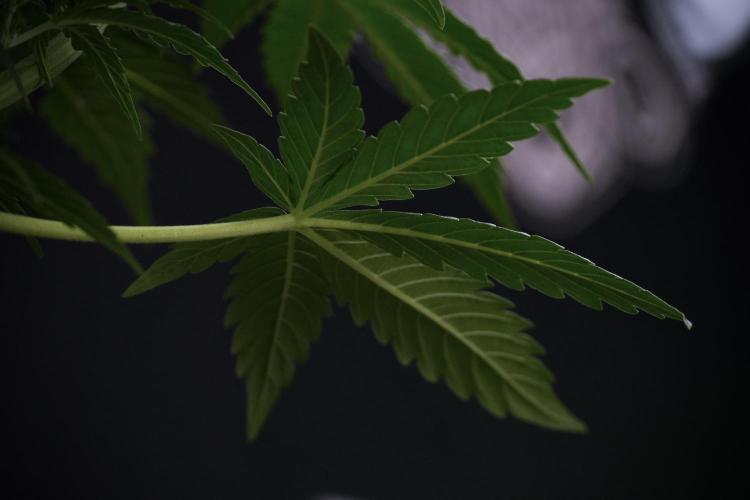 Lemon Cherry Gelato YumYum. Week 7 - the other Lemon Cherry Gelato before  Defoliation 