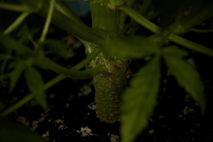 Lemon Cherry Gelato YumYum. Week 7 - the other Lemon Cherry Gelato before  Defoliation 