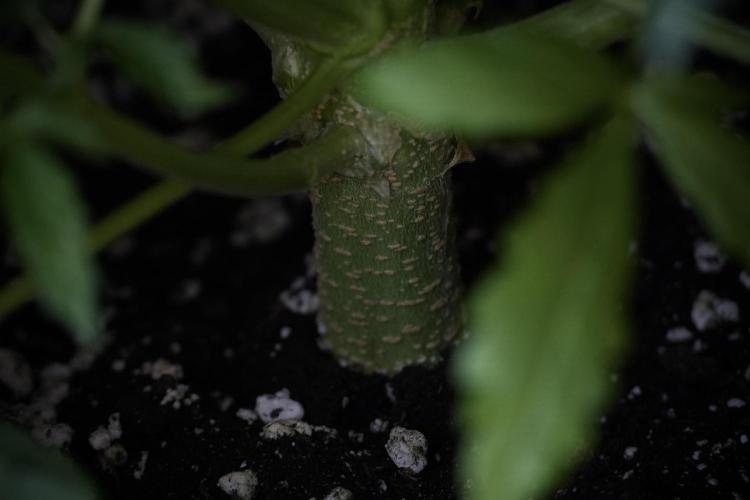 Lemon Cherry Gelato YumYum. Week 7 - the other Lemon Cherry Gelato before  Defoliation 