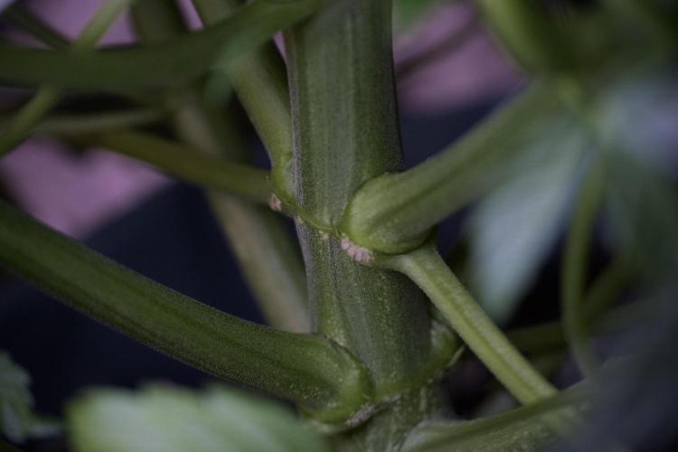 Lemon Cherry Gelato YumYum. Week 7 - the other Lemon Cherry Gelato before  Defoliation 