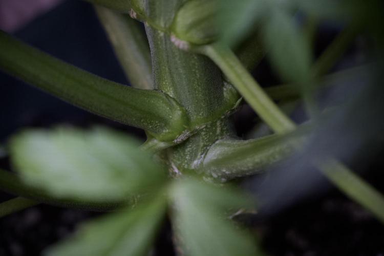 Lemon Cherry Gelato YumYum. Week 7 - the other Lemon Cherry Gelato before  Defoliation 