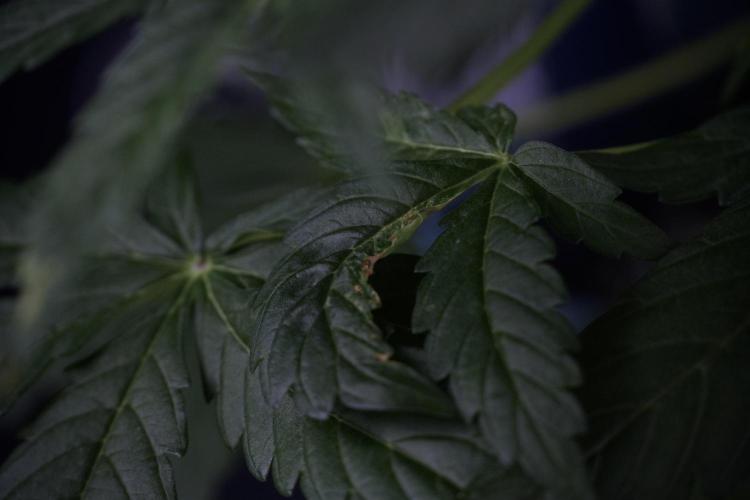 Lemon Cherry Gelato YumYum. Week 7 - the other Lemon Cherry Gelato before  Defoliation 