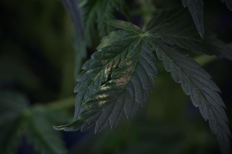 Lemon Cherry Gelato YumYum. Week 7 - the other Lemon Cherry Gelato before  Defoliation 