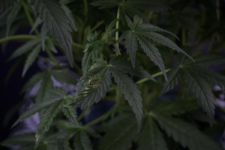 Lemon Cherry Gelato YumYum. Week 7 - the other Lemon Cherry Gelato before  Defoliation 