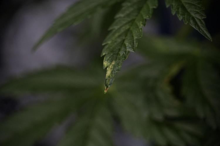 Lemon Cherry Gelato YumYum. Week 7 - the other Lemon Cherry Gelato before  Defoliation 