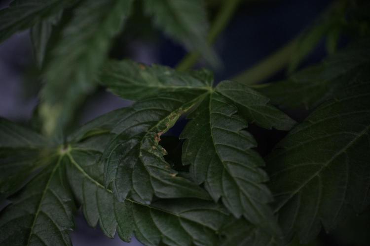 Lemon Cherry Gelato YumYum. Week 7 - the other Lemon Cherry Gelato before  Defoliation 