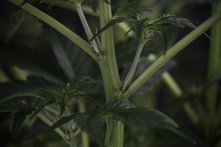 Lemon Cherry Gelato YumYum. Week 7 - the other Lemon Cherry Gelato before  Defoliation 