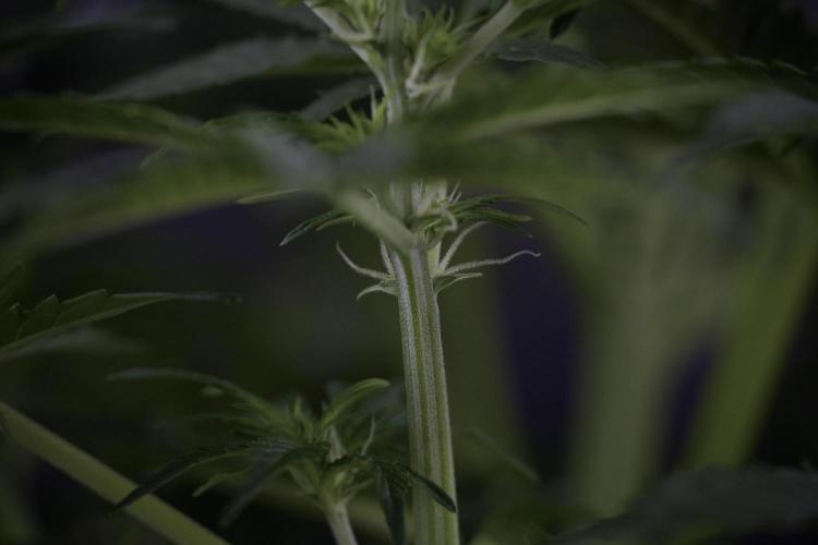 Lemon Cherry Gelato YumYum. Week 7 - the other Lemon Cherry Gelato before  Defoliation 