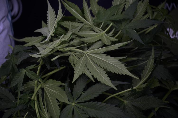 Lemon Cherry Gelato YumYum. Week 7 - the other Lemon Cherry Gelato  Defoliation done